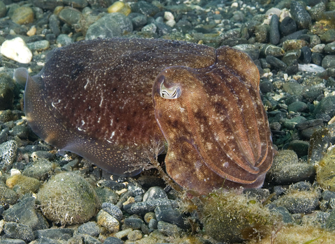 image of cuttlefish on seabed