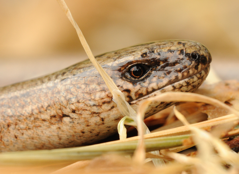 A close up on a slow worm