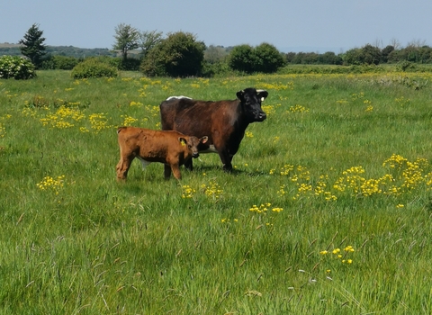 A Gloucester cattle and its calf at Ebdon Farm