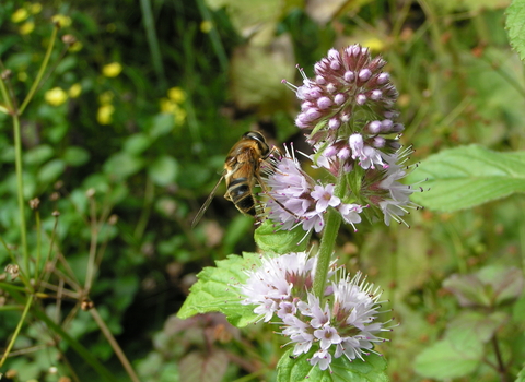 Hoverfly on water mint 