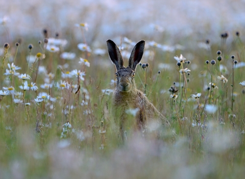 Brown hare sitting in a field of ox-eyed daisies