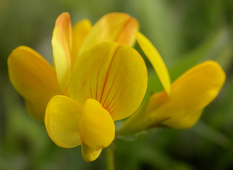 Yellow flower with green background - birds foot trefoil