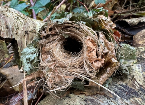Dormouse nest in woodland