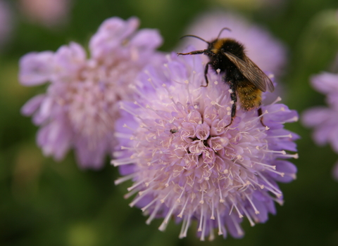 Bee on purple wild flower