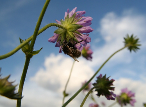 Purple wildflower shown from the ground up, blue sky with white clouds in background