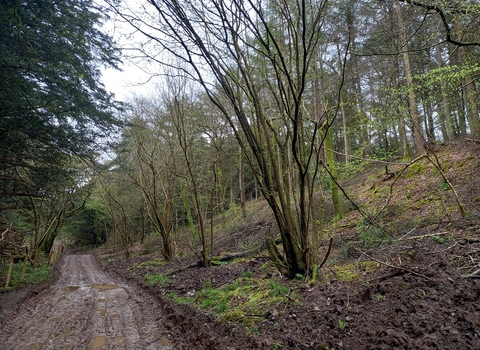 Woodland ride (cleared areas between trees to bring light into the woodland floor)