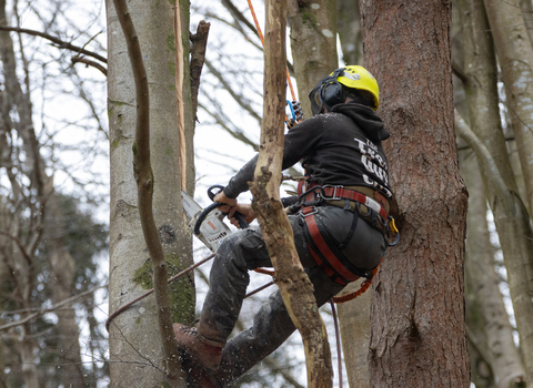 An arboriculturalist cutting into young trees with chainsaw, to create microhabitats for wildlife