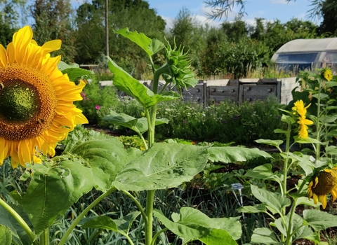 GW sunflowers