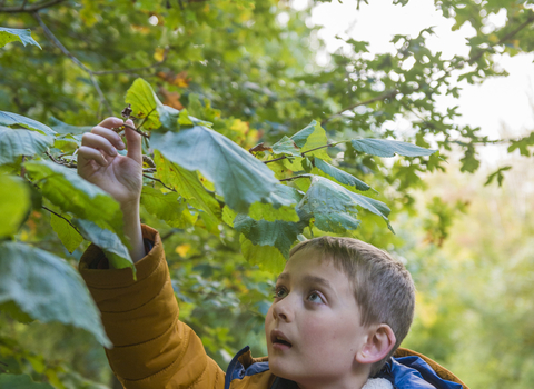 School child reaching up to touch leaves on a tree