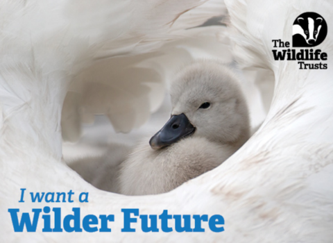 Postcard with phrase I want a wilder future