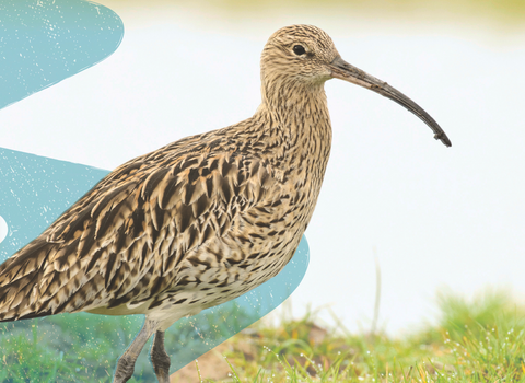 Curlew