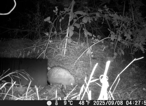 Hedgehogs on camera