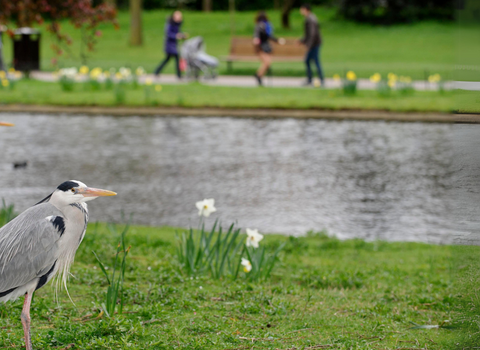Herons in a park near a lake, with people walking past