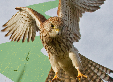 Kestrel is flight with a path motif behind them