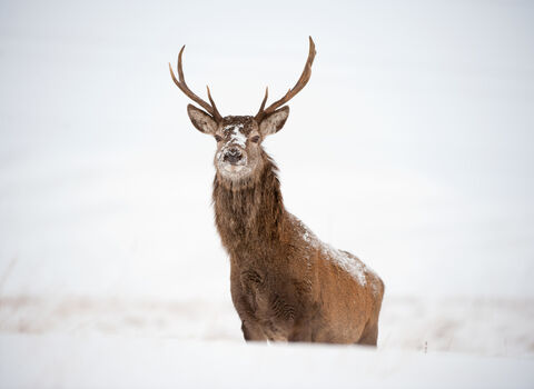 A red deer looking towards the camera, surrounded by snow