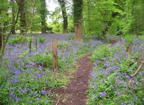 Bluebells at Weston Big Wood