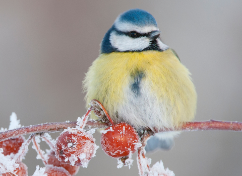 Blue tit on frosty branch