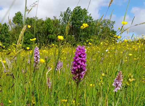 A wildflower meadow