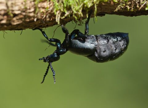 A black oil beetle hanging upside down from a branch. It's a large, plump shiny blue-black beetle with a swollen abdomen and bead-like antennae