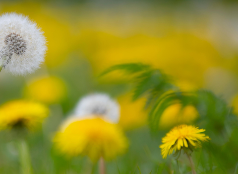 A lawn with dandelions