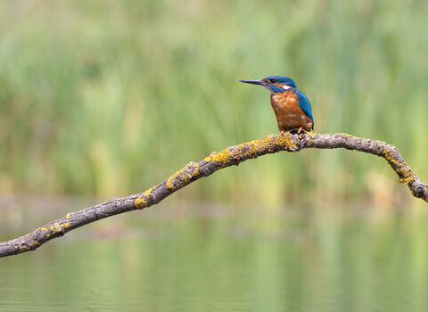 Kingfisher Joshua Copping