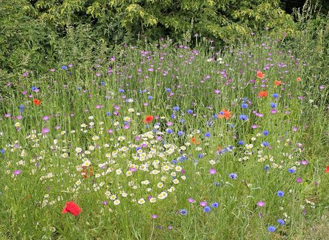 A meadow full of native wildflowers