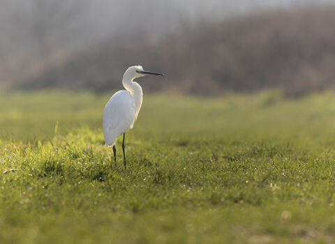 Little Egret (c) Jon Hawkins