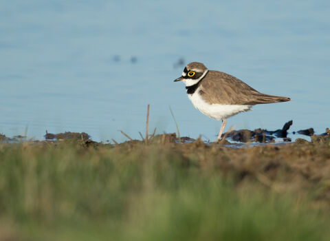 A ringed plover