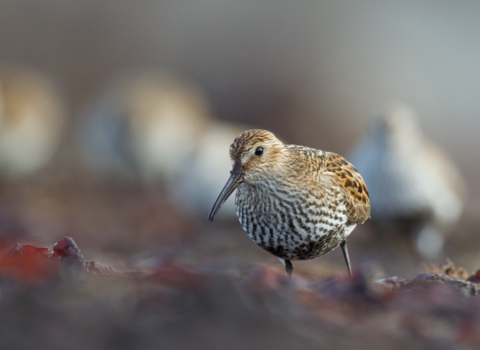 Dunlin