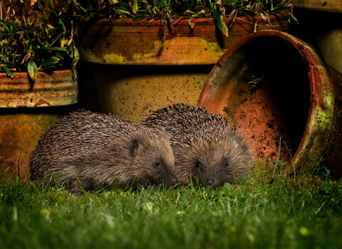 Hedgehog