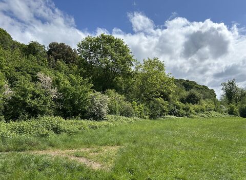 Bennett's Patch and White's Paddock in spring