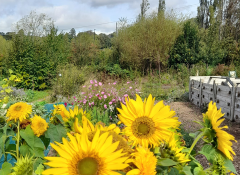 Sunflowers growing at Grow Wilder