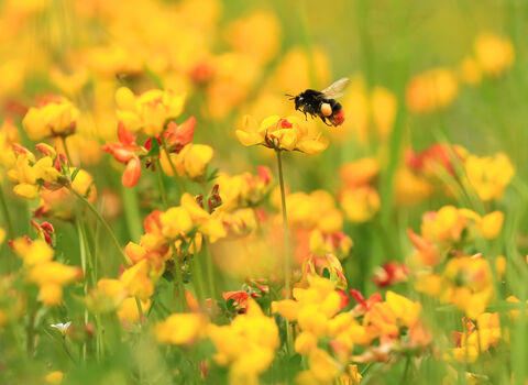 Red-tailed bumblebee