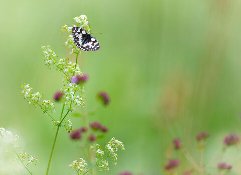 marbled white 2