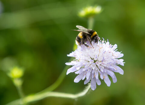 Buff Tailed Bumblebee (c) Gavin Dickson