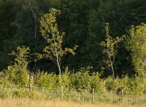 Young trees (c) Ross Hoddinott 2020 Vision