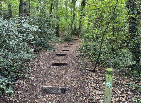 Steps on path in Weston Big Wood