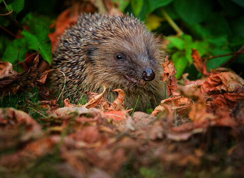 A hedgehog sits on top of autumn leaves