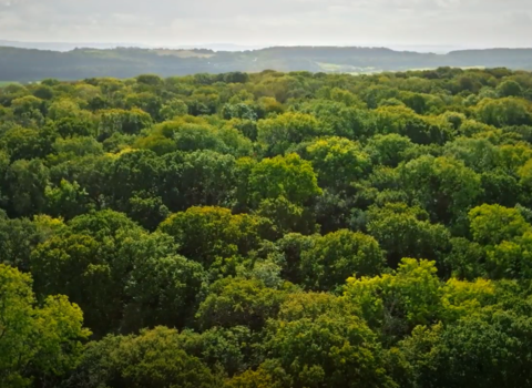 Drone shot of Weston Big Wood reserve