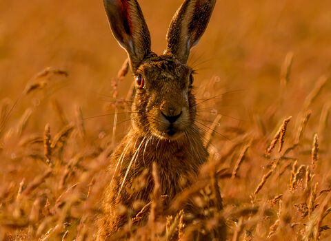 Hare at sunset