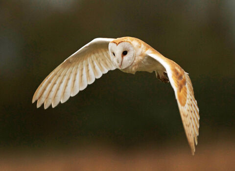 A barn owl mid flight