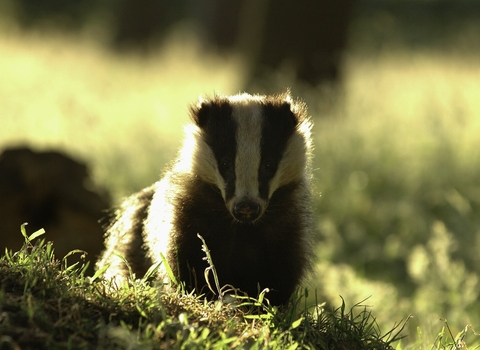 Badger in a field