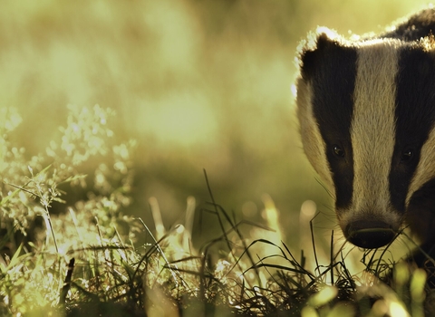 Badger in evening light