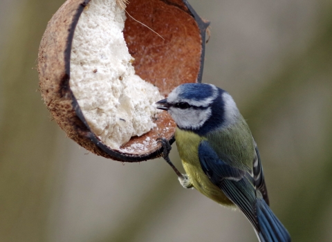 Blue tit using bird feeder
