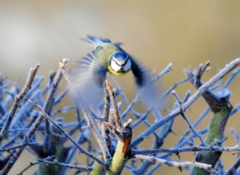 Blue tit in flight