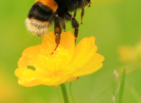 Buff-tailed bumblebee