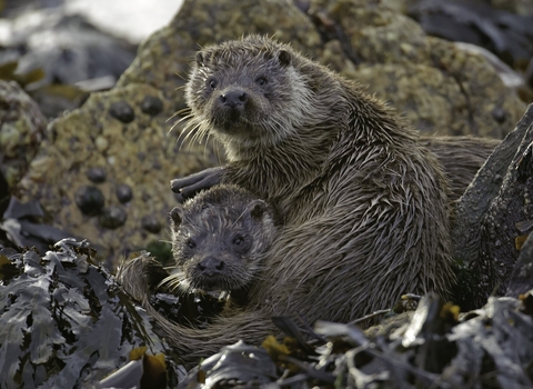 Two otters together on a bed of seaweed