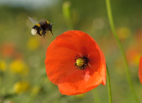 bee and poppy