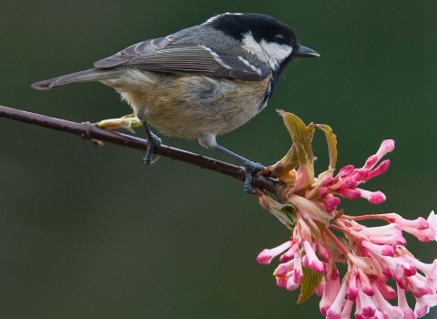 Coal tit