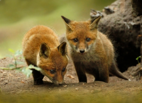 Fox cubs